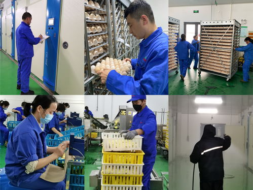 百億愿景，百年京海——致敬新征途上的創業人，記孵化分公司祖代孵化廠愛崗敬業群體